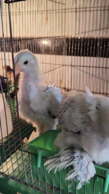 3 Brahma Kỳ Lân vắc xin đầy đủ . Mua bán Gà tại Quận 12 Tp Hồ Chí Minh được đăng bởi Gà Kiểng Sài Gòn  hình 1