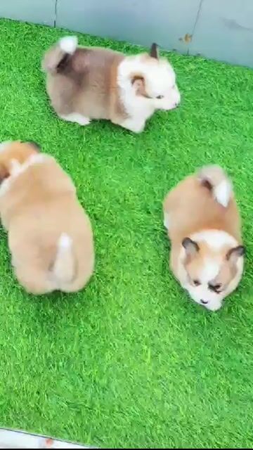 Chó Corgi vàng trắng. Mua bán Chó tại Quận Hải Châu Đà Nẵng được đăng bởi Chó Cảnh Đà Nẵng 130 đường 2 9  hình 1