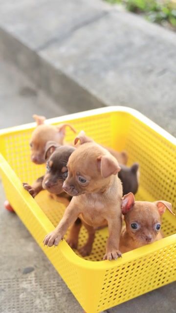 Chó Phóc Hưu lai Chi Hua Huu( tên gọi khác Chipin). Mua bán Chó tại Quận Bình Tân Tp Hồ Chí Minh được đăng bởi Lê Việt hình 1