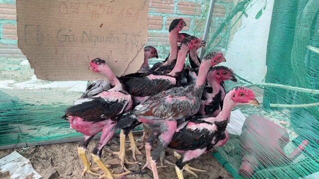 Đàn gà đòn rặc 10 con 8 trống 2 mái. Mua bán Gà tại Quận 12 Tp Hồ Chí Minh được đăng bởi Gà Nhã Phương hình 1