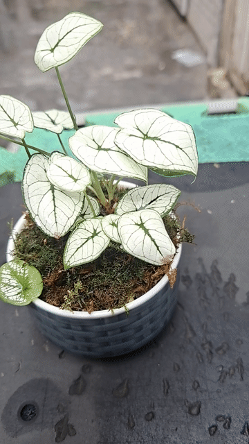 Cây môn lá trắng gân xanh chậu gốm. Mua bán Cây cảnh, đồ trang trí tại Quận 1 Tp Hồ Chí Minh được đăng bởi Phong Linh hình 1