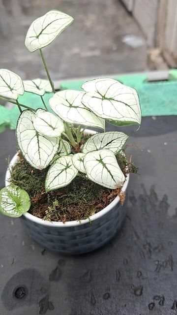 Cây môn lá trắng gân xanh chậu gốm. Mua bán Cây cảnh, đồ trang trí tại Quận 1 Tp Hồ Chí Minh được đăng bởi Phong Linh hình 1