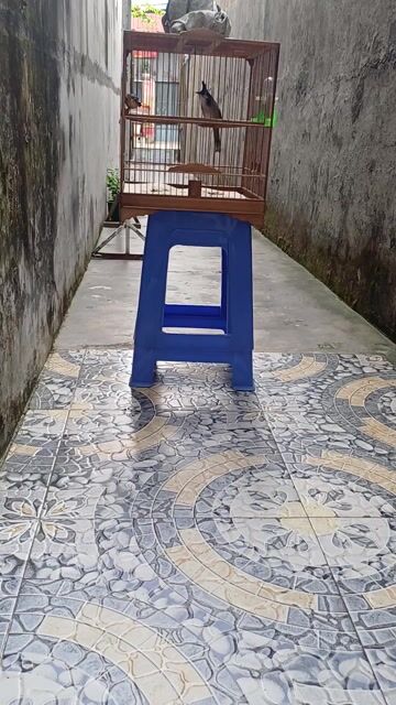 Chim chào mào 2 mùa. Mua bán Chim tại Huyện Nhà Bè Tp Hồ Chí Minh được đăng bởi Tuấn Anh hình 1