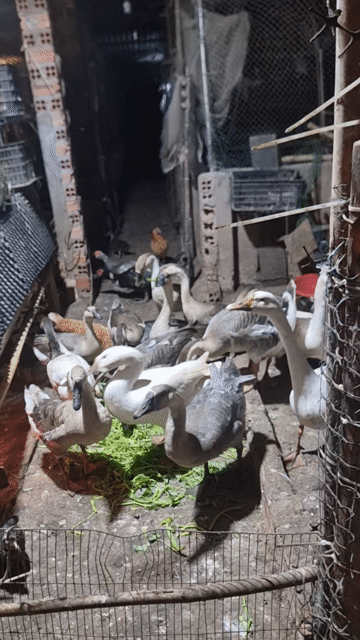 Ngỗng giống lớn trống. Mua bán Thú cưng khác tại Huyện Vĩnh Cửu Đồng Nai được đăng bởi Trần Phước hình 1