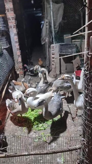 Ngỗng giống lớn trống. Mua bán Thú cưng khác tại Huyện Vĩnh Cửu Đồng Nai được đăng bởi Trần Phước hình 1