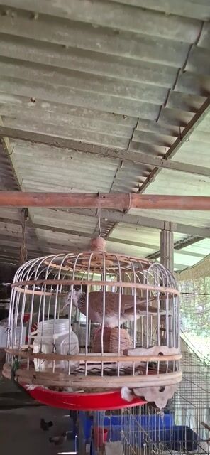 Chim Cu mái Thái sinh sản. Mua bán Chim tại Huyện Châu Phú An Giang được đăng bởi La Hưng hình 1