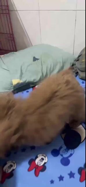 cần tìm chủ cho chó poodle đã tim 3 mũi. Mua bán Chó tại Thành phố Mỹ Tho Tiền Giang được đăng bởi wyon hình 1