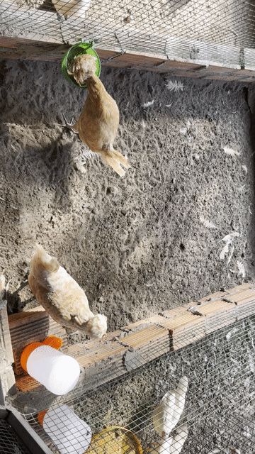 Gà ba lan- Quí Phi. Mua bán Gà tại Thành phố Thủ Đức Tp Hồ Chí Minh được đăng bởi Vũ Hồng Hảo hình 1