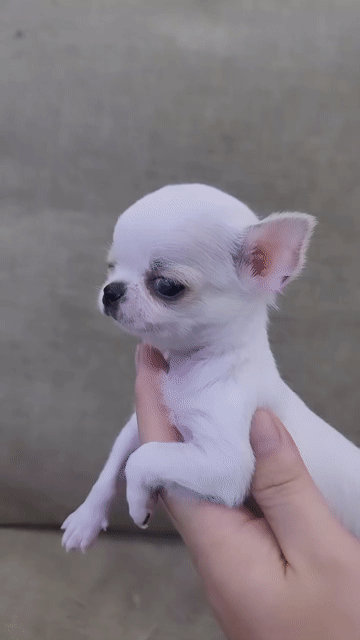 Chó Chihuahua Trắng 3th thuần chủng. Mua bán Chó tại Thành phố Qui Nhơn Bình Định được đăng bởi Chaien Pet Shop hình 1