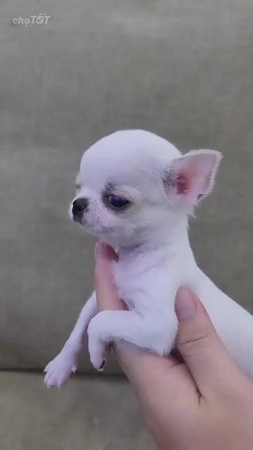 Chó Chihuahua Trắng 3th thuần chủng. Mua bán Chó tại Thành phố Qui Nhơn Bình Định được đăng bởi Chaien Pet Shop hình 1