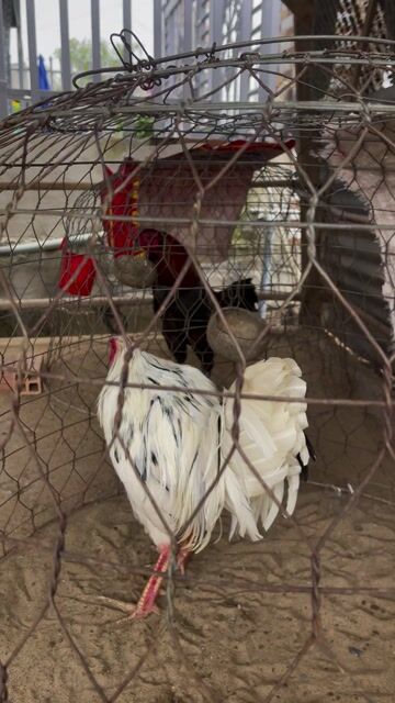 Bướm lai mỹ 2k750 về chơi tết. Mua bán Gà tại Thành phố Sa Đéc Đồng Tháp được đăng bởi SANG SA ĐÉC hình 1