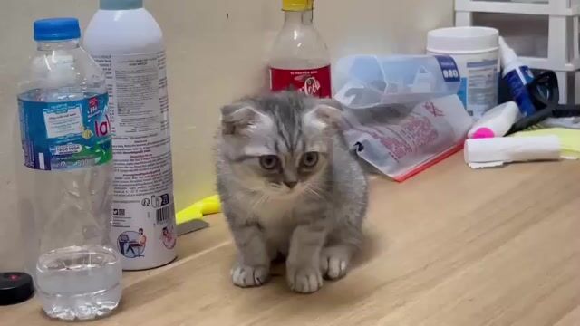 Mèo anh lông ngắn tai cụp 2 tháng xinh . Mua bán Mèo tại Quận Thanh Xuân Hà Nội được đăng bởi vu hoang viet hình 1