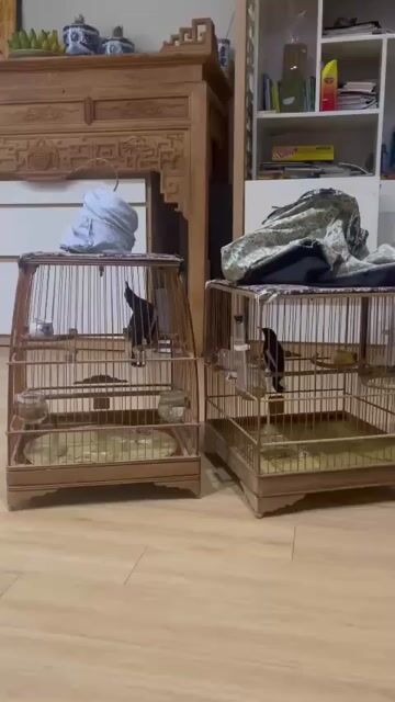 Choè than 3 vụ hót múa. Mua bán Chim tại Quận Hà Đông Hà Nội được đăng bởi Hoang Long hình 1