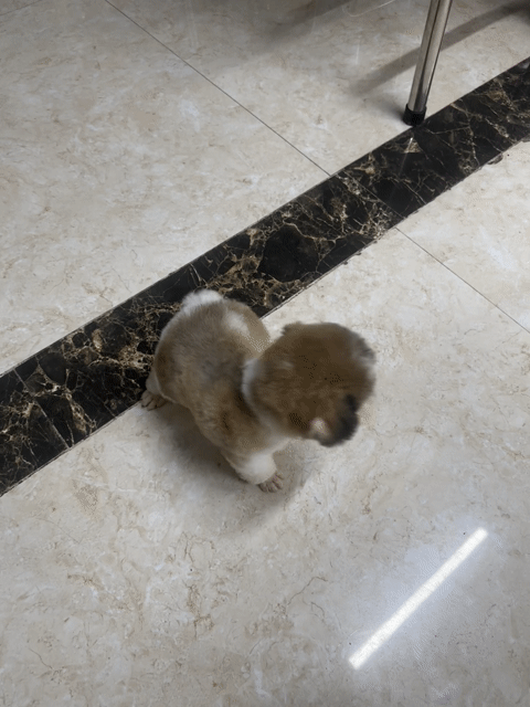 Chó Poodle Trắng Cả hai. Mua bán Chó tại Huyện Tân Phú Đồng Nai được đăng bởi Đặng Gia Bảo hình 1