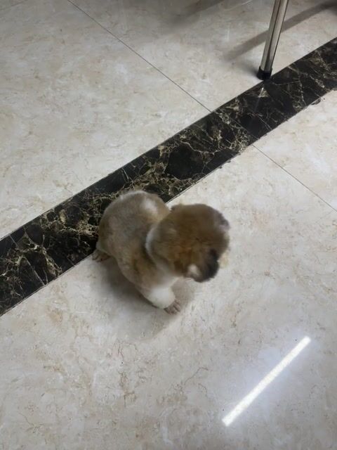 Chó Poodle Trắng Cả hai. Mua bán Chó tại Huyện Tân Phú Đồng Nai được đăng bởi Đặng Gia Bảo hình 1