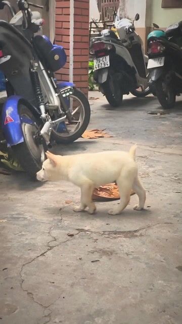 Chó Mông Cộc Kem Lưỡi Đốm 70% Chuẩn Giống