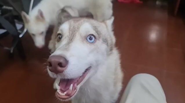 Chó Husky đực 8 tuần. Mua bán Chó tại Quận 6 Tp Hồ Chí Minh được đăng bởi Nani Yann hình 1