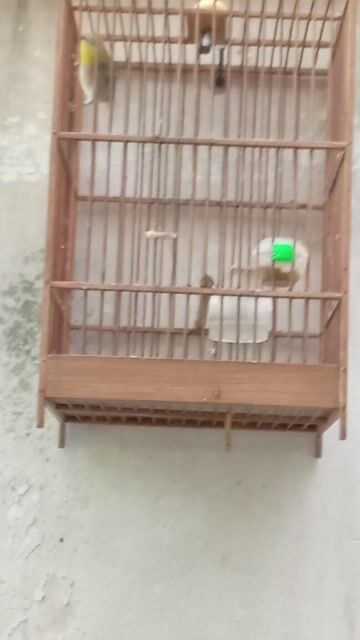 Chim Khoen. Mua bán Chim tại Quận 6 Tp Hồ Chí Minh được đăng bởi chuyên 7 màu hình 1