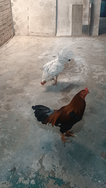Gà chọi Việt Nam Đực Nâu Trắng. Mua bán Gà tại Huyện Bình Chánh Tp Hồ Chí Minh được đăng bởi Ngô Nguyễn Đại Phú  hình 1