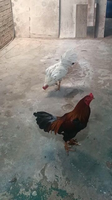 Gà chọi Việt Nam Đực Nâu Trắng. Mua bán Gà tại Huyện Bình Chánh Tp Hồ Chí Minh được đăng bởi Ngô Nguyễn Đại Phú  hình 1