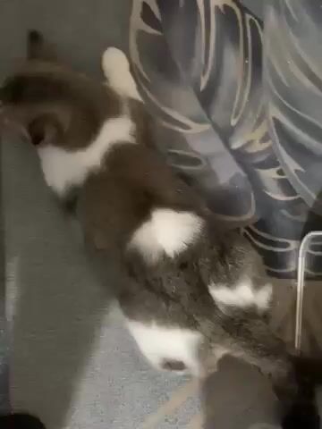 Mèo Anh lông ngắn cái Trắng xám. Mua bán Mèo tại Quận Bắc Từ Liêm Hà Nội được đăng bởi HNam hình 1