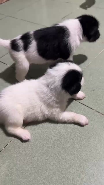 Chó con Đen trắng Đực và cái. Mua bán Chó tại Huyện Bình Chánh Tp Hồ Chí Minh được đăng bởi Duong tu linh hình 1