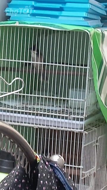 Chim chào mào Cao Bằng giọng líu lo mới bẫy. Mua bán Chim tại Quận Ninh Kiều Cần Thơ được đăng bởi Thanh Hùng hình 1