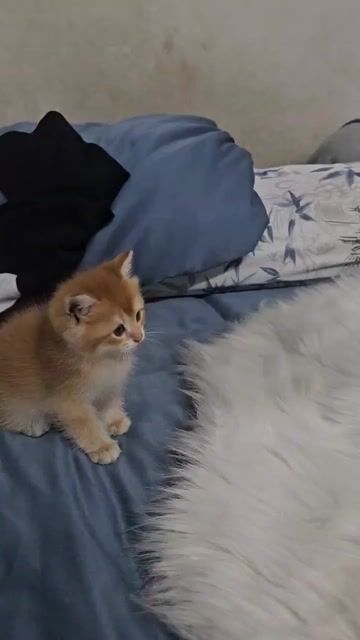 Mèo Golden NY25 cái vàng bé. Mua bán Mèo tại Thành phố Thủ Đức Tp Hồ Chí Minh được đăng bởi Pé Mon hình 1