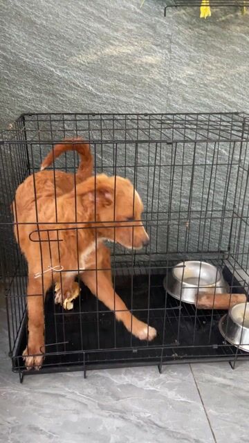 Chó Poodle Lai nhật 7 tháng tuổi. Mua bán Chó tại Huyện Thống Nhất Đồng Nai được đăng bởi Nguyễn Hạ Ngọc Oanh hình 1