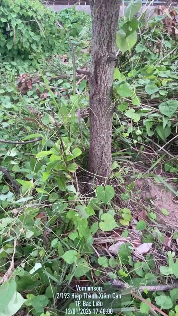 Cây viết 5 năm tuổi. Mua bán Cây cảnh, đồ trang trí tại Thành phố Bạc Liêu Bạc Liêu được đăng bởi Quách Tú Anh hình 1