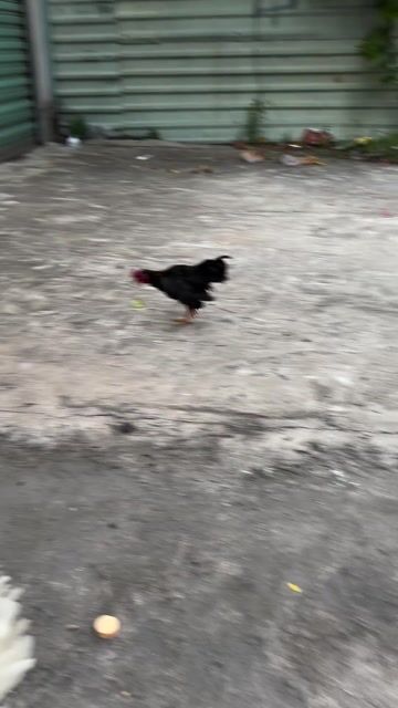 Gà tre cảnh, giống trống mái đen trắng. Mua bán Gà tại Quận 12 Tp Hồ Chí Minh được đăng bởi Hoai Vu hình 1