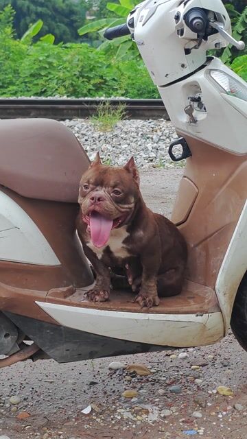 Chó Bully Cái Nâu trắng. Mua bán Chó tại Huyện Thanh Trì Hà Nội được đăng bởi Duc  hình 1