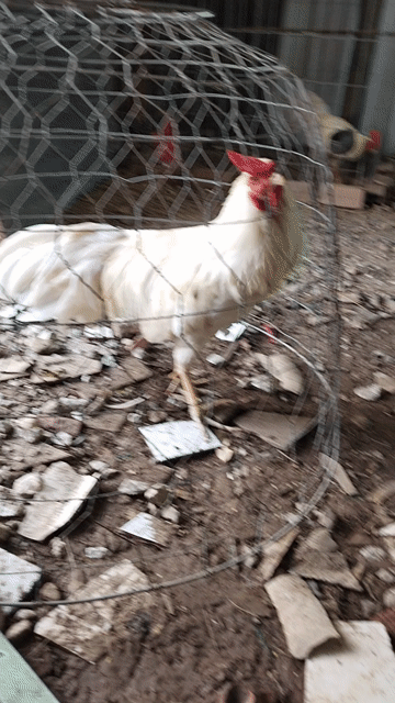 Gà Trắng Đực 2.5kg. Mua bán Gà tại Thành phố Bạc Liêu Bạc Liêu được đăng bởi Minh đang hình 1