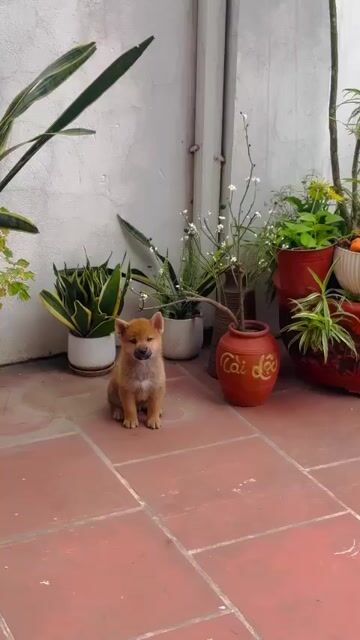 Chó Shiba inu pass nhanh cho bạn nào yêu em 3tr. Mua bán Chó tại Quận Hoàng Mai Hà Nội được đăng bởi Mr Tom hình 2