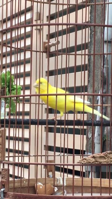 Chim cảnh Vàng 8 tháng đang hót. Mua bán Chim tại Quận Tân Bình Tp Hồ Chí Minh được đăng bởi Huy hình 1