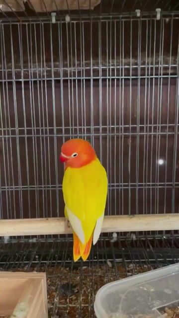 Vẹt lovebird Lutino. Mua bán Chim tại Thành phố Thủ Đức Tp Hồ Chí Minh được đăng bởi Toàn Lê hình 1