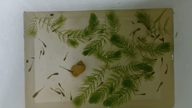 Cá 7 Màu Tiger. Mua bán Thú cưng khác tại Quận Bình Thuỷ Cần Thơ được đăng bởi LQ fish hình 1
