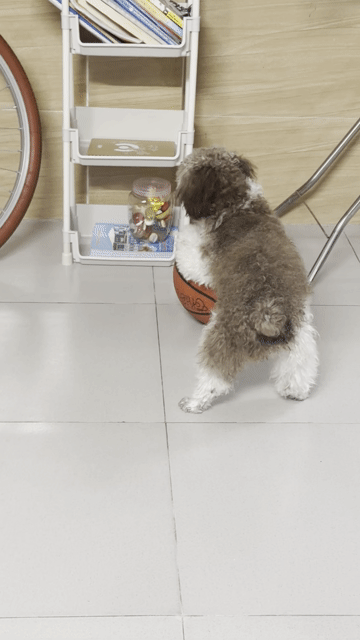 Chó Poodle 7 tháng Cái màu Socola, trắng. Mua bán Chó tại Quận Tân Bình Tp Hồ Chí Minh được đăng bởi Kim Tiến hình 1