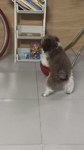 Chó Poodle 7 tháng Cái màu Socola, trắng. Mua bán Chó tại Quận Tân Bình Tp Hồ Chí Minh được đăng bởi Kim Tiến hình 1