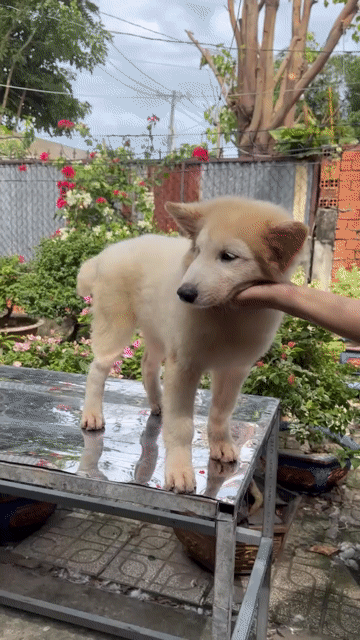 Chó Samoyed 4 tháng 3 mũi. Mua bán Chó tại Huyện Bình Chánh Tp Hồ Chí Minh được đăng bởi Pondcha hình 1