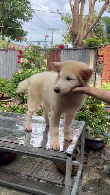 Chó Samoyed 4 tháng 3 mũi. Mua bán Chó tại Huyện Bình Chánh Tp Hồ Chí Minh được đăng bởi Pondcha hình 1
