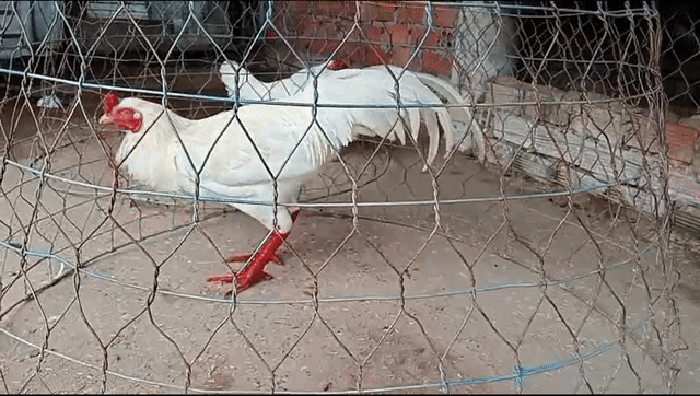 úa chân xanh 3k, 8 tháng. Mua bán Gà tại Huyện Châu Phú An Giang được đăng bởi Nam Phan hình 1