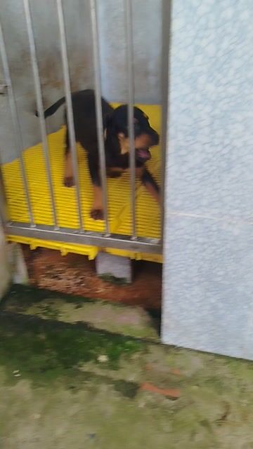Chó Rottweiler đại 7-8kg Đen vàng. Mua bán Chó tại Huyện Bình Chánh Tp Hồ Chí Minh được đăng bởi Anh nông dân da đen hình 1