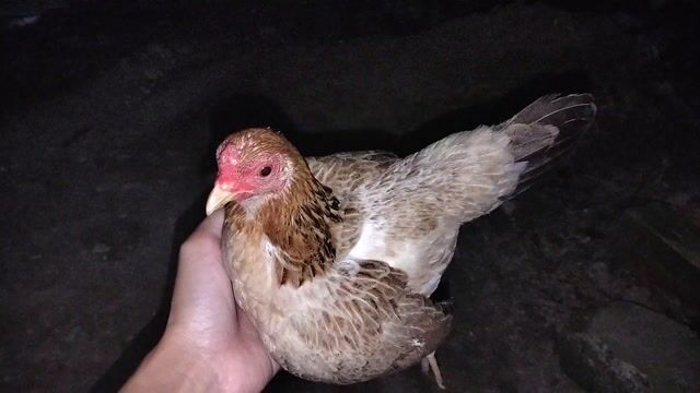 Gà tre Bắc Mái 340gr. Mua bán Gà tại Huyện Châu Thành Tiền Giang được đăng bởi Lê Thuonq hình 1