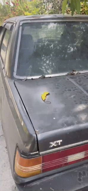 Ô tô 1983 xám. Mua bán Ô tô tại Huyện Bàu Bàng Bình Dương được đăng bởi Tâm Minh Phát hình 1