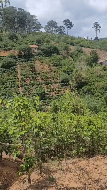 Mua bán Đất Thành phố Đà Lạt Lâm Đồng diện tích 500 m² giá 600 triệu