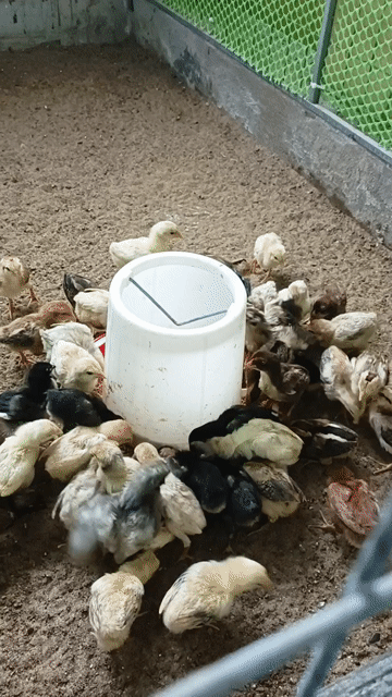 Gà con Thái Mỹ giống làm giống. Mua bán Gà tại Thành phố Sóc Trăng Sóc Trăng được đăng bởi Tiền Gà  hình 1