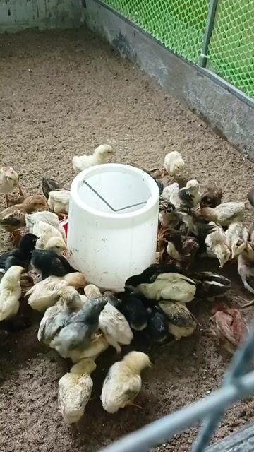 Gà con Thái Mỹ giống làm giống. Mua bán Gà tại Thành phố Sóc Trăng Sóc Trăng được đăng bởi Tiền Gà  hình 1
