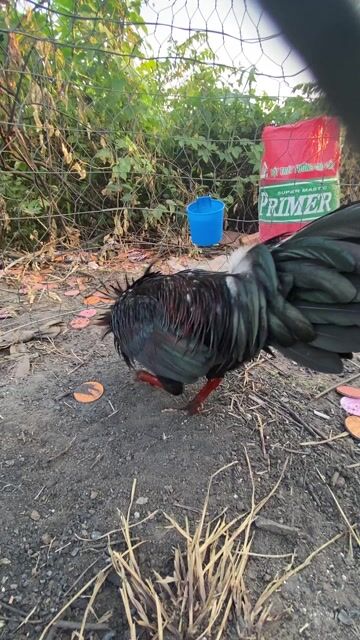 Gà chọi Đen Đỏ Đực Mới 100%. Mua bán Gà tại Huyện Bình Chánh Tp Hồ Chí Minh được đăng bởi Vũ A Tuan hình 1