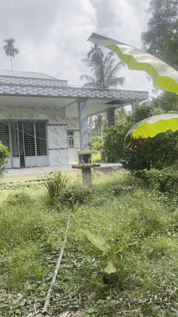 Mua bán Đất Huyện Châu Thành Bến Tre diện tích 625 m² giá 300 triệu